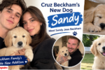 cruz beckham new dog sandy